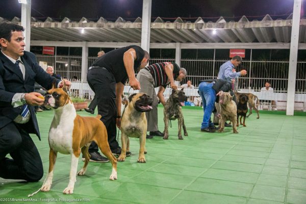 Serão mais de cem raças (Crédito: Divulgação)