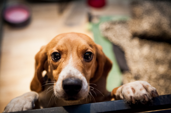 Serão diversos animais disponíveis para adoção (Crédito: Divulgação)