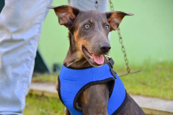 Serão diversos animais para adoção (Crédito: Divulgação)