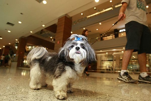 Animais de pequeno porte serão permitidos (Crédito: Divulgação)