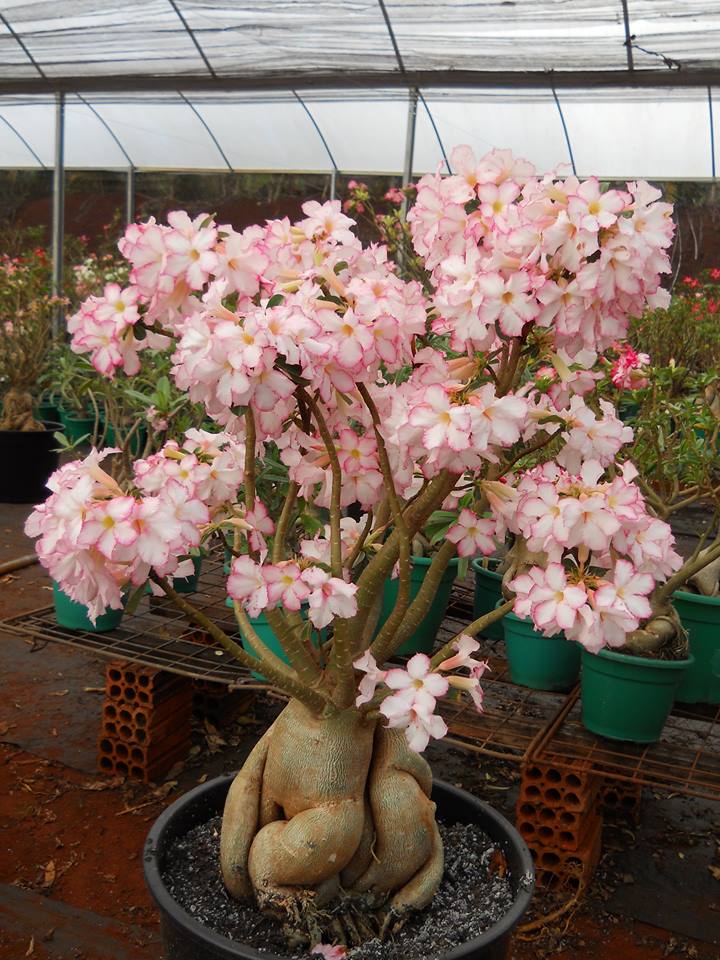 Exposição terá dois dias (Crédito: Divulgação)