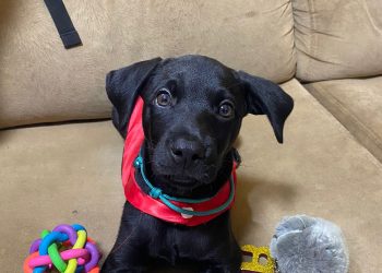 Plano de saúde para pets: proteção para animais e tranquilidade para tutores