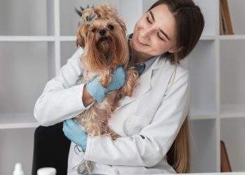 Setor pet em expansão nos EUA abre portas para médicos veterinários brasileiros