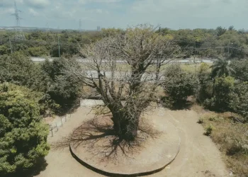Projeto Raízes cataloga baobás de Pernambuco em mapeamento audiovisual