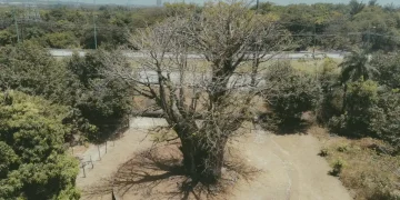 Projeto Raízes cataloga baobás de Pernambuco em mapeamento audiovisual