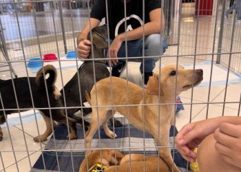 Cães e gatos resgatados participarão de evento de adoção no Carrefour Recife neste sábado