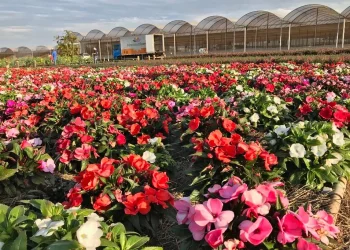 Caruaru recebe nova edição da tradicional Feira de Flores de Holambra