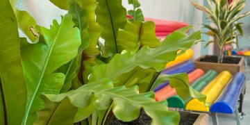 Projeto de Letramento Ambiental estimula estudantes a refletir sobre o cuidado com o meio ambiente
