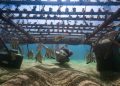 Tamandaré concorre ao Green Destinations Top 100 Stories 2026,