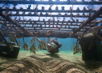 Tamandaré concorre ao Green Destinations Top 100 Stories 2026,
