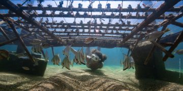 Tamandaré concorre ao Green Destinations Top 100 Stories 2026,